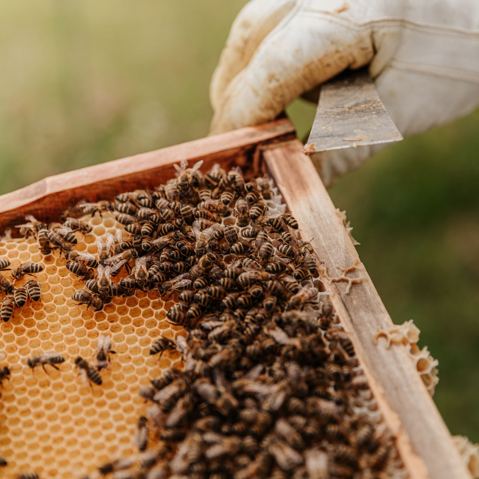 Beekeeping.jpg
